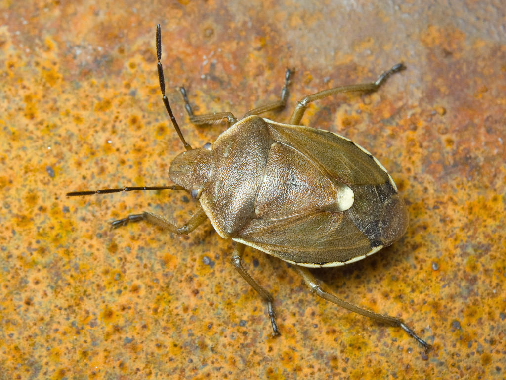 Chlorochroa pinicola (Mulsant & Rey, 1852)